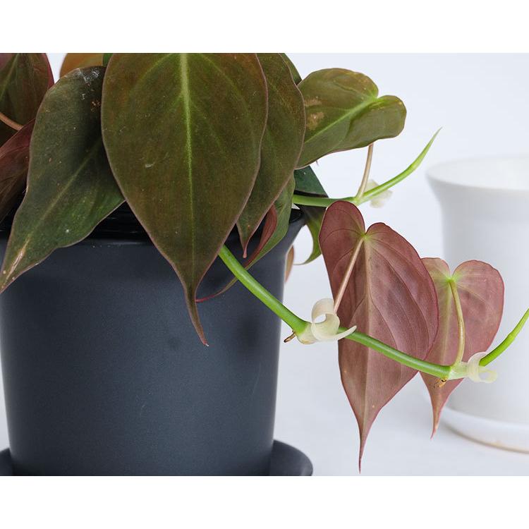 陶器鉢 ぜぜ10 受皿付 セラミック鉢 シンプル 植木鉢 径10cm 高9cm 底