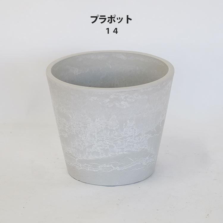 有馬和博 白サビ 作家鉢｜未使用｜直径10.5cm 高さ15.5cm 塊根植物 有馬和博 | STORES