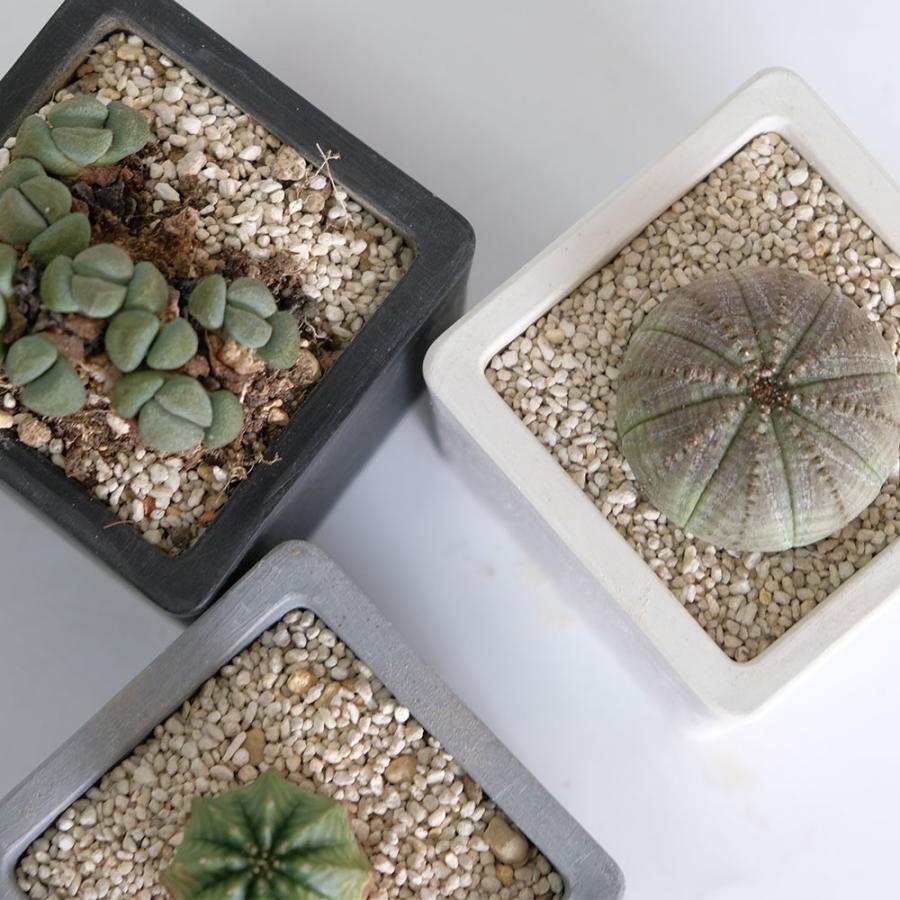 植木鉢 キューブS 7.5 頑丈 プラ鉢 角鉢 : ガーデニング日和 - 通販