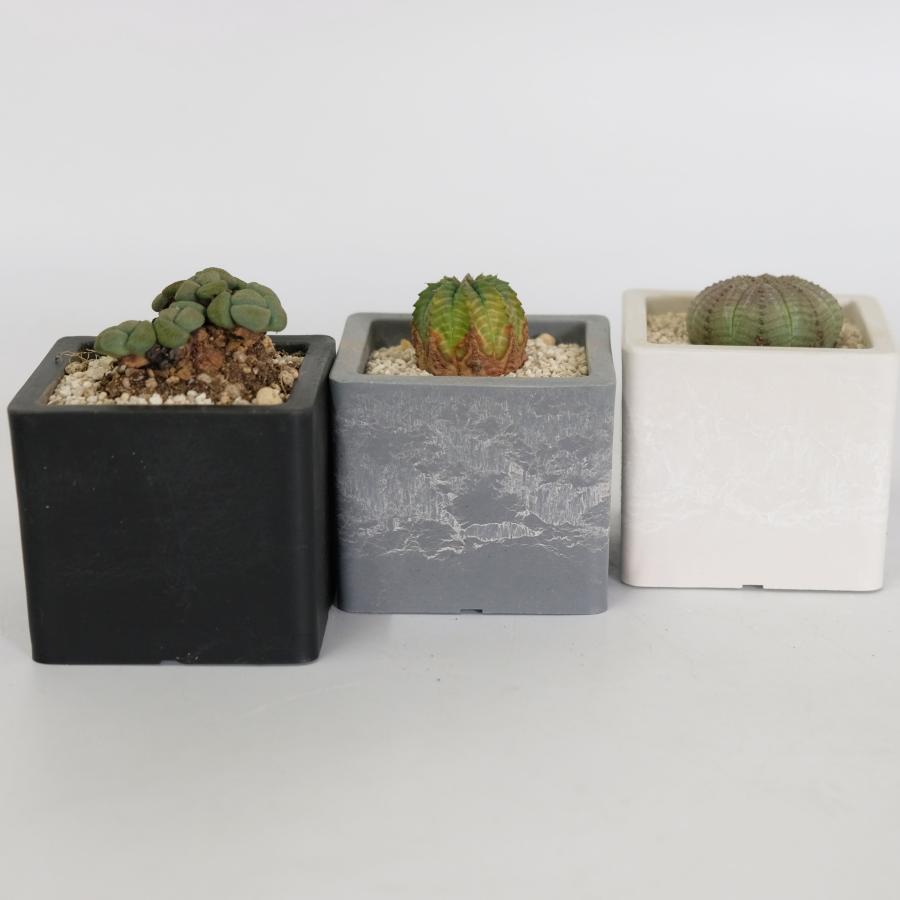 25センチ　角鉢 植木鉢 キューブS 7.5 頑丈 プラ鉢 角鉢 : ガーデニング日和 - 通販