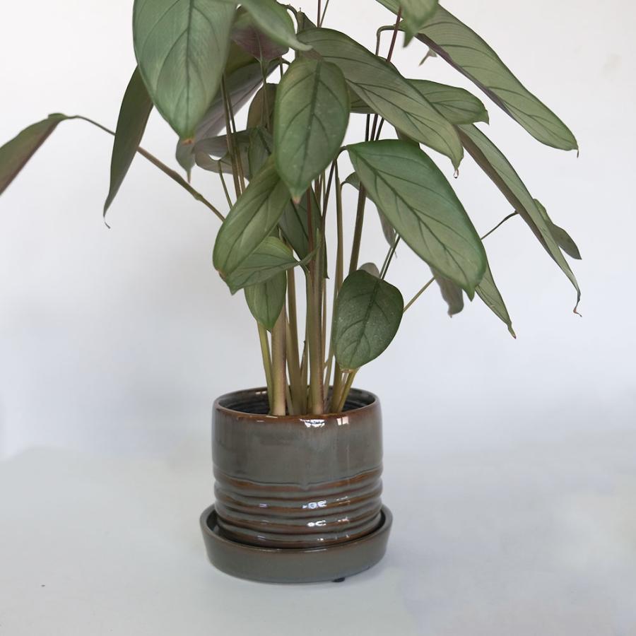 陶器鉢おしゃれ Raffinato Spiral pot 底穴あり セラミック鉢 径12.5cm