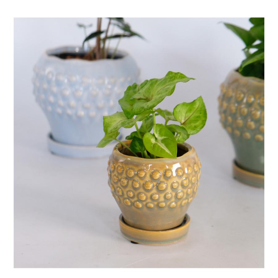 陶器鉢 Raffinato Stange 【S径8cm 高7cm/L径13.5cm 高11cm】 受皿付