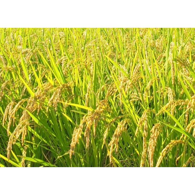 自然栽培 朝日米（玄米10kg）香川県産 血糖値が上がりにくいお米 大正