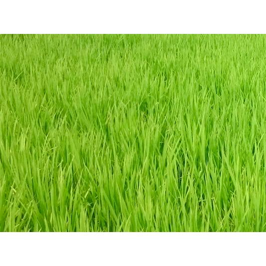 自然栽培 朝日米（玄米10kg）香川県産 血糖値が上がりにくいお米 大正