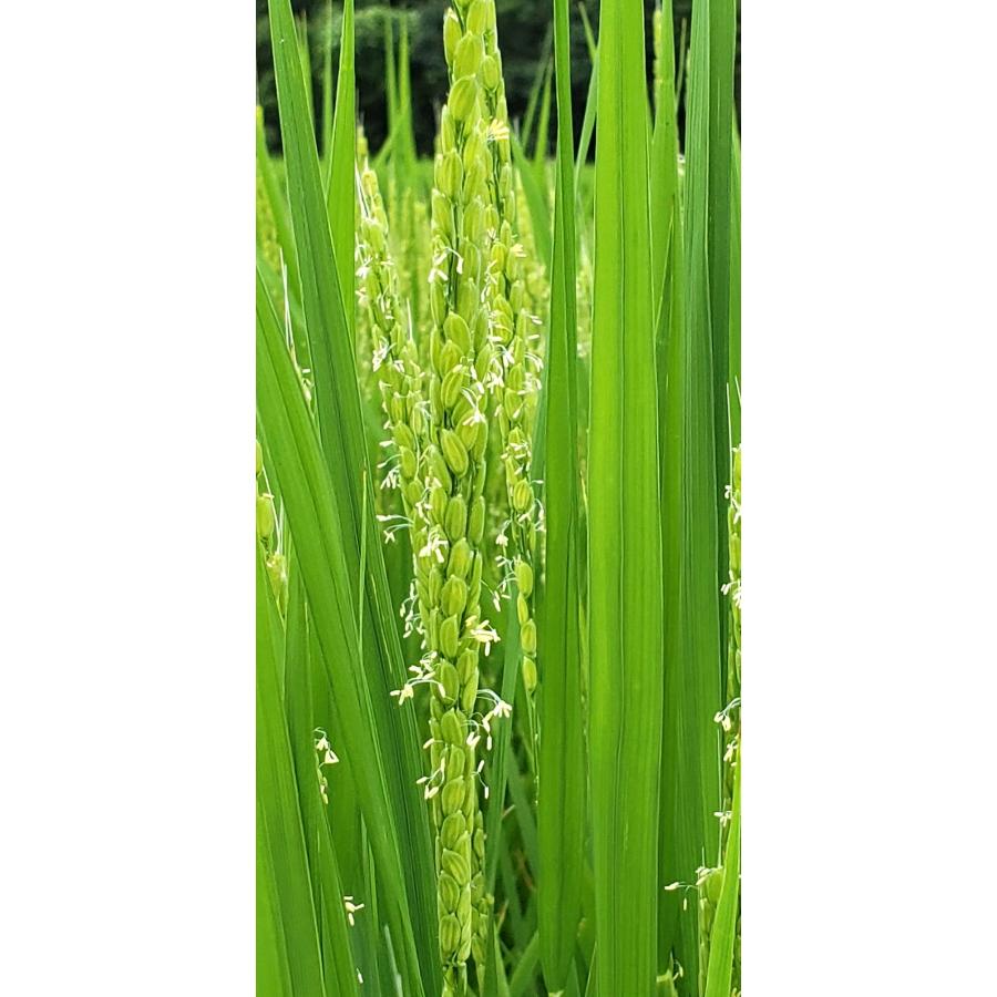 自然栽培 朝日米（玄米10kg）香川県産 血糖値が上がりにくいお米 大正