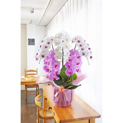 名古屋国際蘭展で最優秀賞 グランプリ受賞 胡蝶蘭5本立 3色寄せ 全国送料無料 Bko3c299 Su5f45rs Sp Gifts Yahoo 店 通販 Yahoo ショッピング