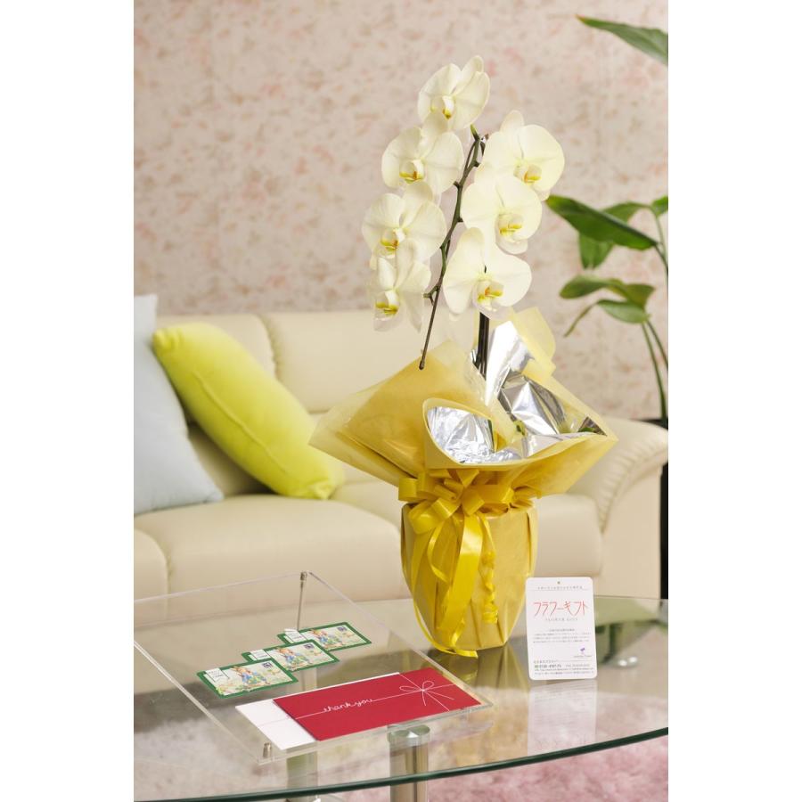 商品追加値下げ在庫復活 花とギフトのセット 選べる花色のカラー胡蝶蘭 彩 Irodori 1本立 暖色系 と商品券 図書カード3000円 送料 カード ラッピング無料 Rmladv Com Br