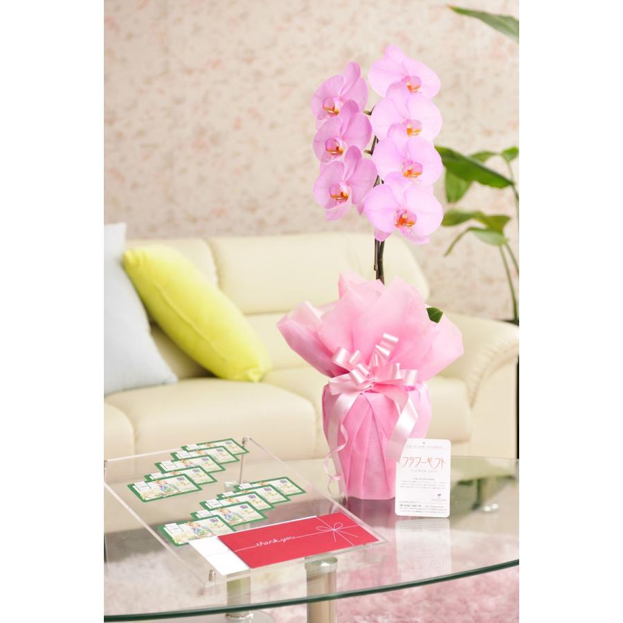 花とギフトのセット 選べる花色のカラー胡蝶蘭 彩 Irodori 1本立 暖色系 と商品券 図書カード円 送料 カード ラッピング無料 Kisumupoly Ac Ke