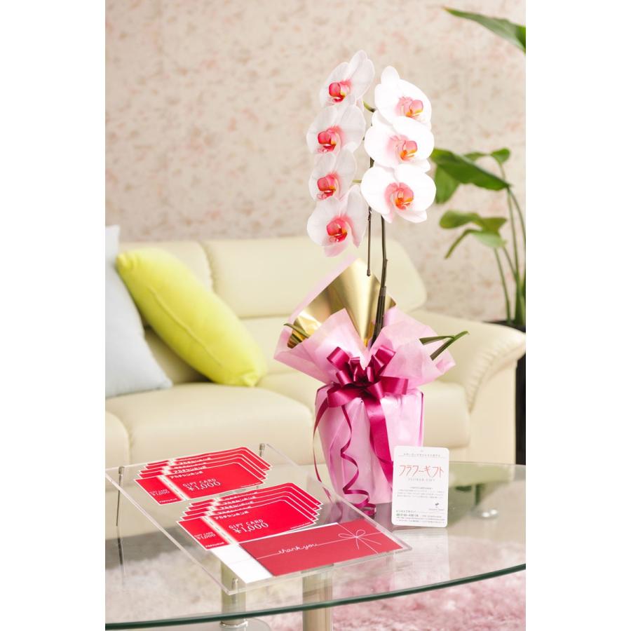 花とギフトのセット 選べる花色のカラー胡蝶蘭 彩 Irodori 1本立 暖色系 と商品券 アカチャンホンポ商品券円 送料 カード ラッピング無料 Gt66 Sp Gifts Yahoo 店 通販 Yahoo ショッピング