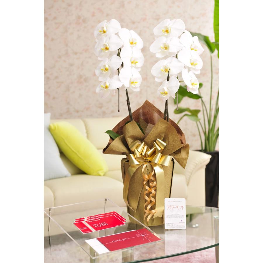 7865円 21新発 花とギフトのセット 胡蝶蘭 大輪2本立と商品券 アカチャンホンポ商品券3000円 送料 カード ラッピング無料