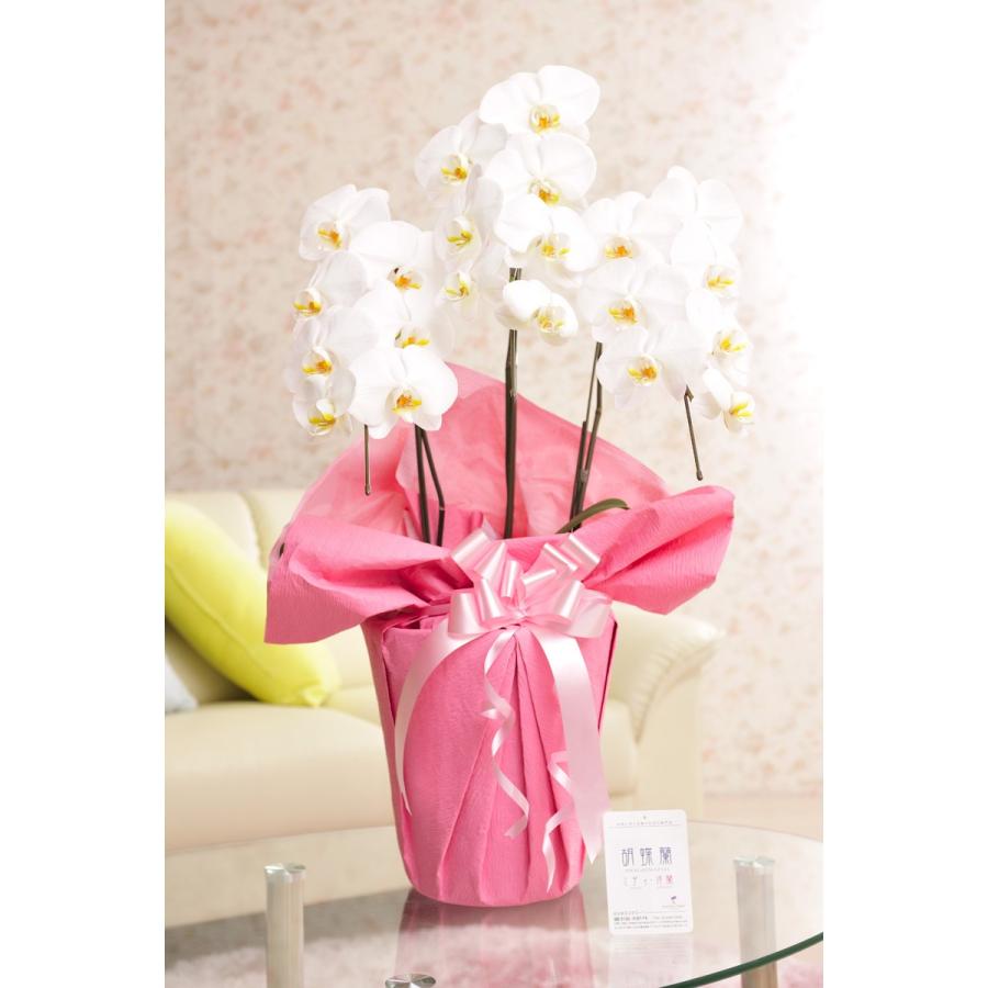 お手頃価格 花とギフトのセット 胡蝶蘭 大輪3本立と商品券 アカチャンホンポ商品券5000円 送料 カード ラッピング無料 Wantannas Go Id