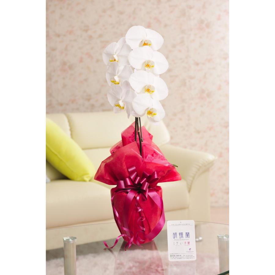 花とギフトのセット 胡蝶蘭 大輪1本立と商品券 Jtb旅行券3000円 送料 カード ラッピング無料 Gt Sp Gifts Yahoo 店 通販 Yahoo ショッピング