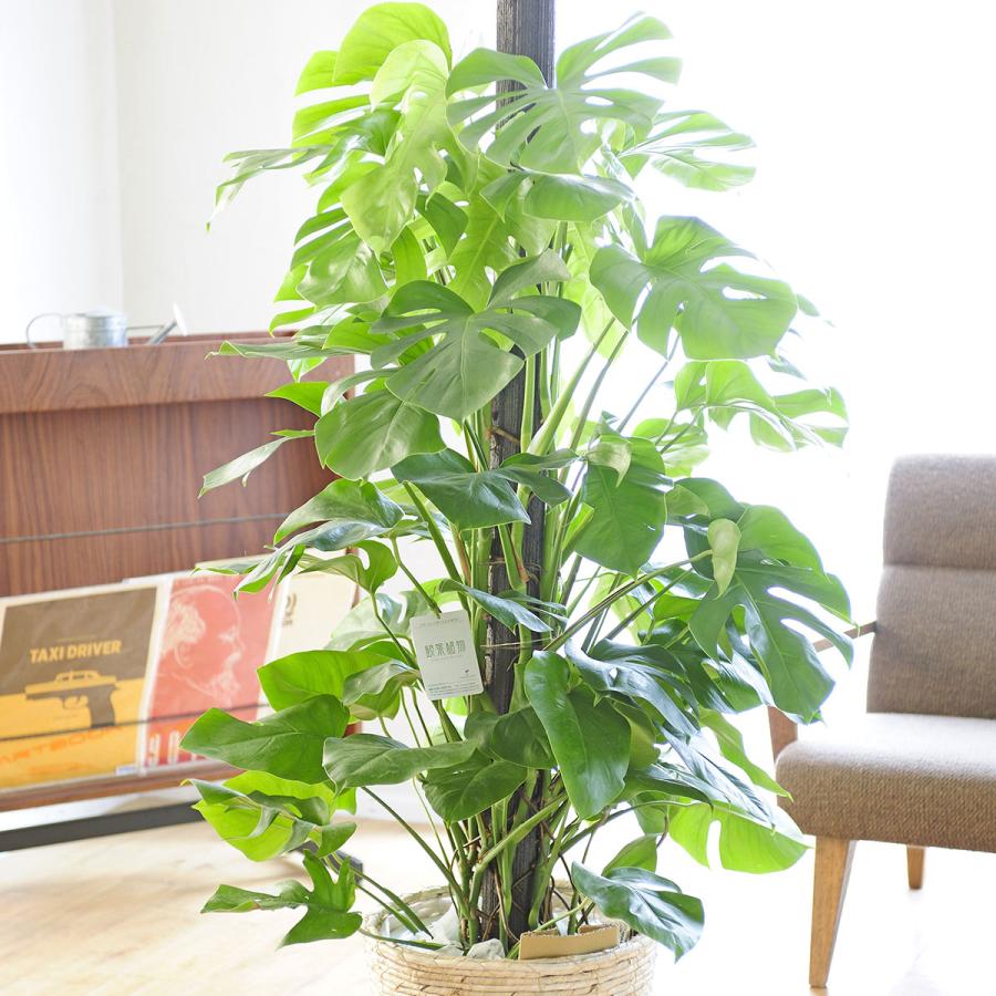 観葉植物 モンステラ 10号 白バスケット鉢カバー付 花言葉カード付 Ka128 Sp Gifts Yahoo 店 通販 Yahoo ショッピング