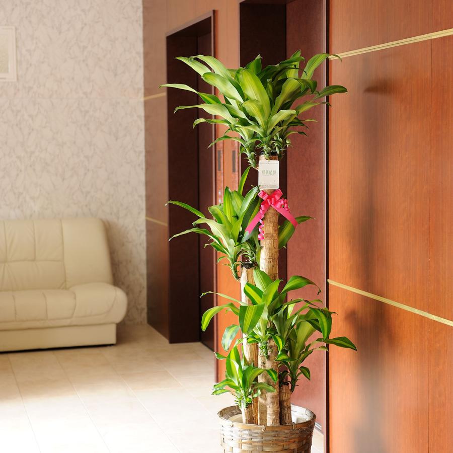 観葉植物 ドラセナ マッサンゲアナ 10号 バスケット鉢カバー付 花言葉カード付 Ka12 Sp Gifts Yahoo 店 通販 Yahoo ショッピング