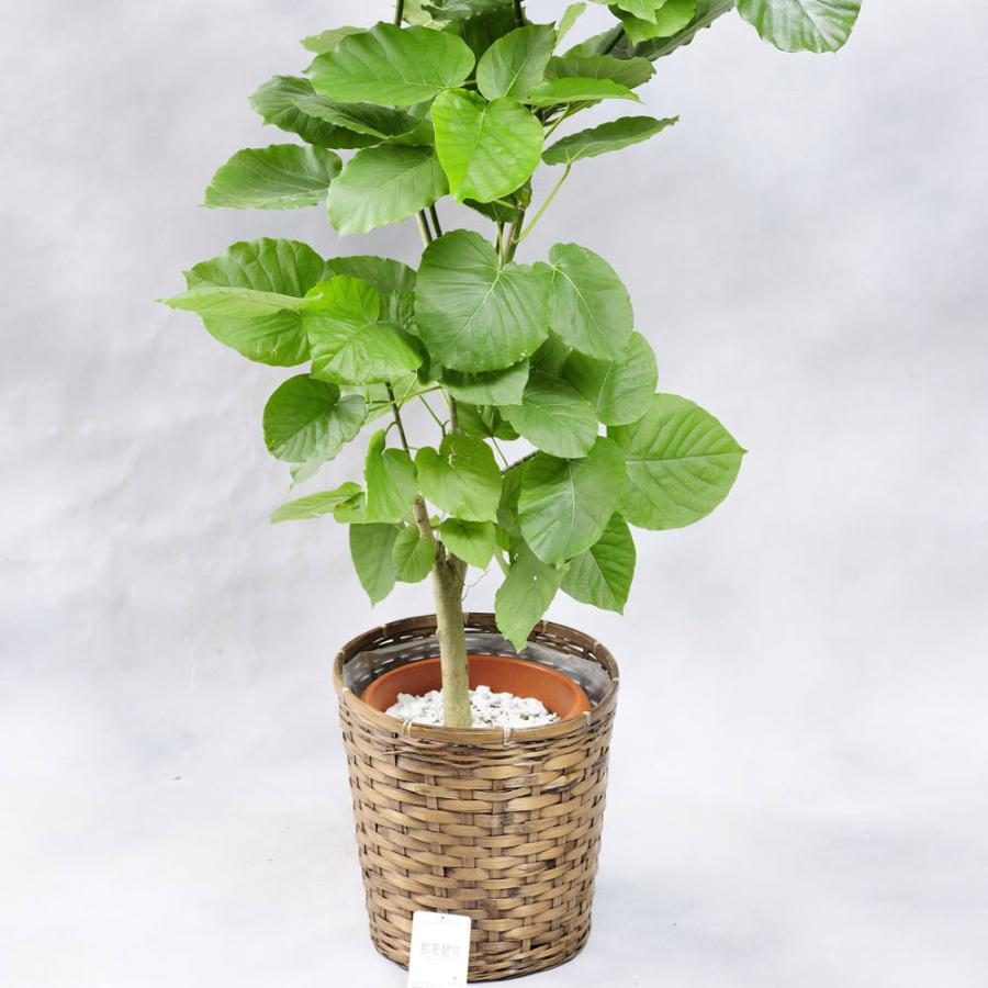 観葉植物 ウンベラータ 10号 バスケット鉢カバー付 花言葉カード付 Ka139 Sp Gifts Yahoo 店 通販 Yahoo ショッピング