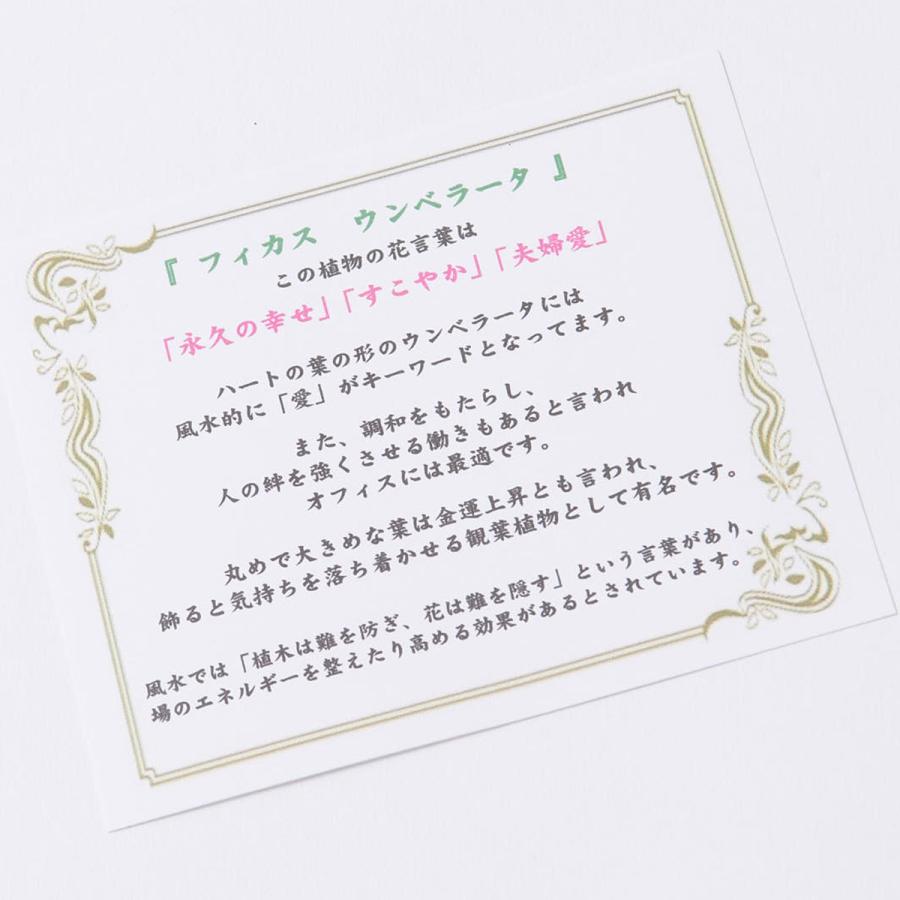 観葉植物 ウンベラータ 10号 バスケット鉢カバー付 花言葉カード付 Ka139 Sp Gifts Yahoo 店 通販 Yahoo ショッピング