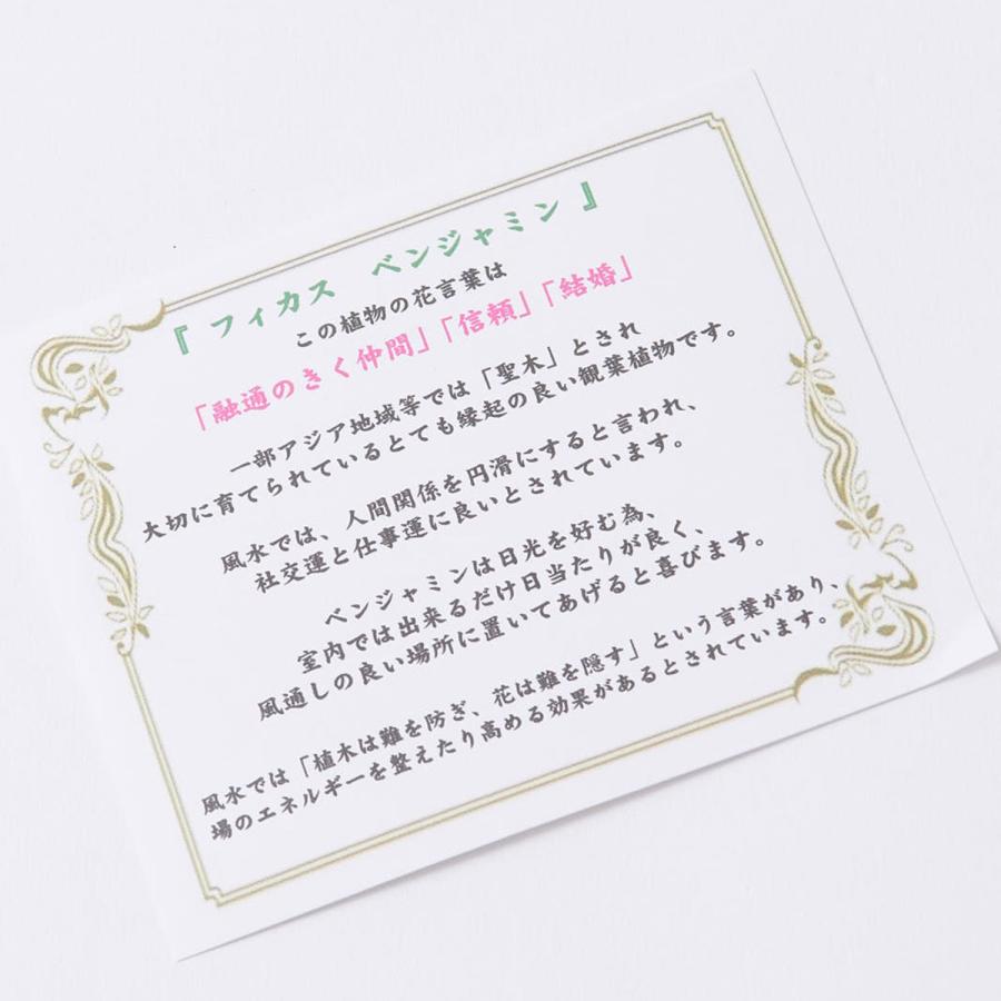 観葉植物 ベンジャミン リッチ ダブル 10号 バスケット鉢カバー付 花言葉カード付 Ka13 Sp Gifts Yahoo 店 通販 Yahoo ショッピング