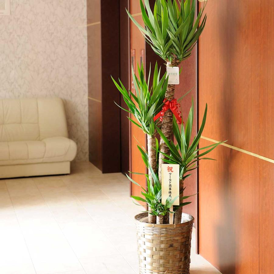観葉植物 ユッカ・エレファンティペス 10号 バスケット鉢カバー付 花