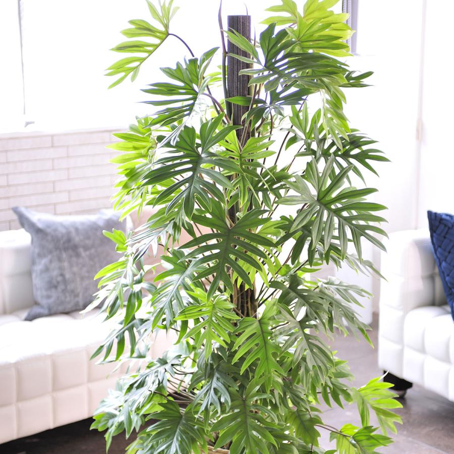 観葉植物 トサカカズラ 10号 白バスケット鉢カバー付 花言葉カード付 Ka155 Sp Gifts Yahoo 店 通販 Yahoo ショッピング