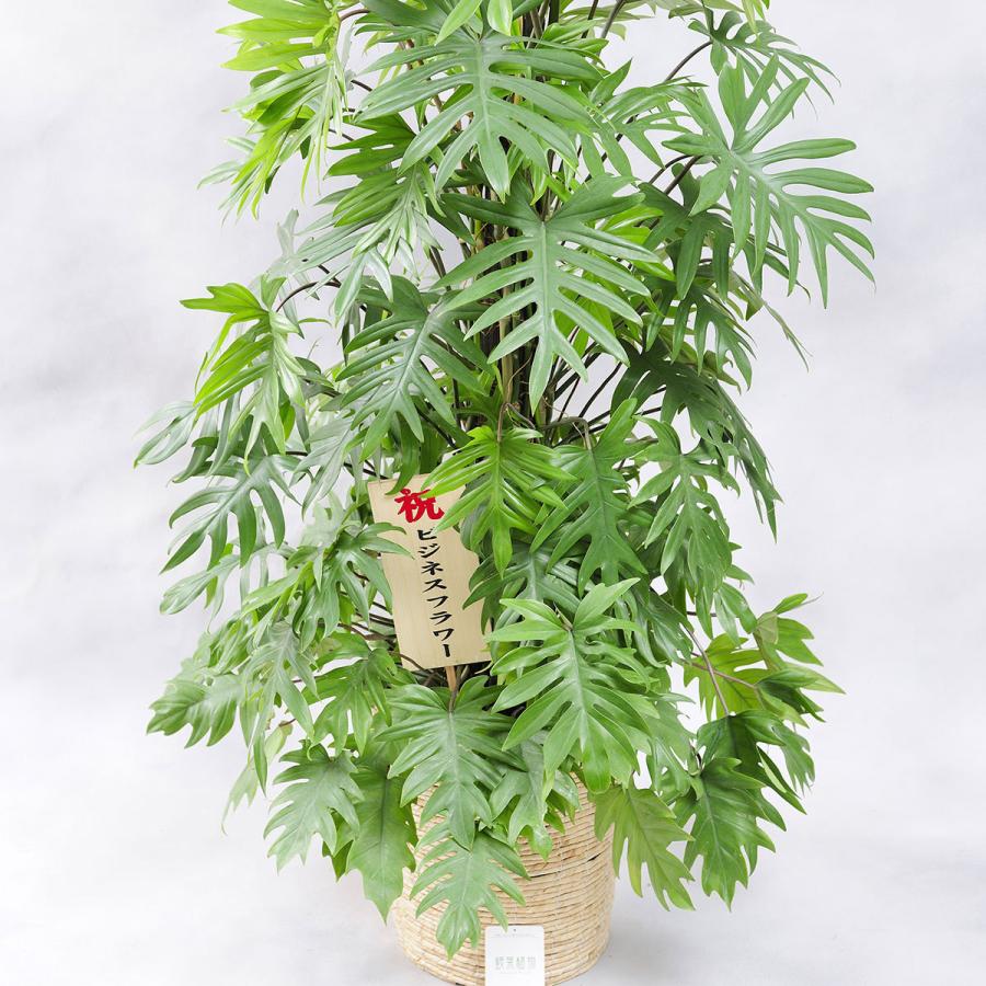 観葉植物 トサカカズラ 10号 白バスケット鉢カバー付 花言葉カード付 Ka155 Sp Gifts Yahoo 店 通販 Yahoo ショッピング