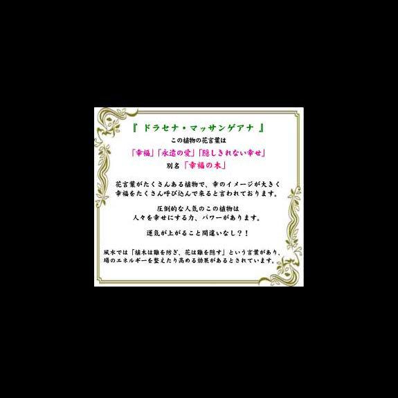 観葉植物 ドラセナ マッサンゲアナ 10号 白バスケット鉢カバー付 花言葉カード付 Ka158 Sp Gifts Yahoo 店 通販 Yahoo ショッピング
