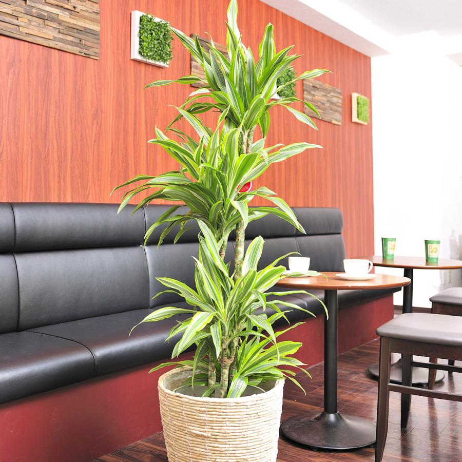観葉植物 ドラセナ ワーネッキー レモンライム 10号 白バスケット鉢カバー付 花言葉カード付 Ka160 Sp Gifts Yahoo 店 通販 Yahoo ショッピング