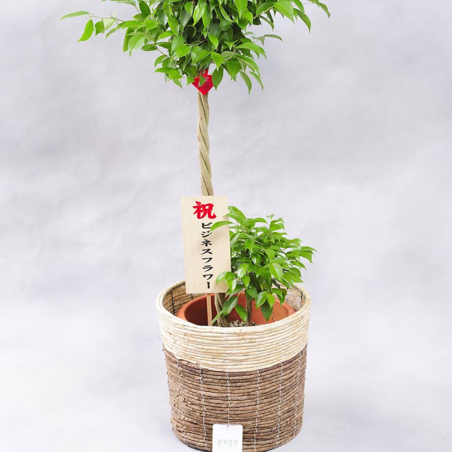 観葉植物 ベンジャミン リッチ ダブル 10号 2色仕様のバスケット鉢カバー付 花言葉カード付 Ka163 Sp Gifts Yahoo 店 通販 Yahoo ショッピング
