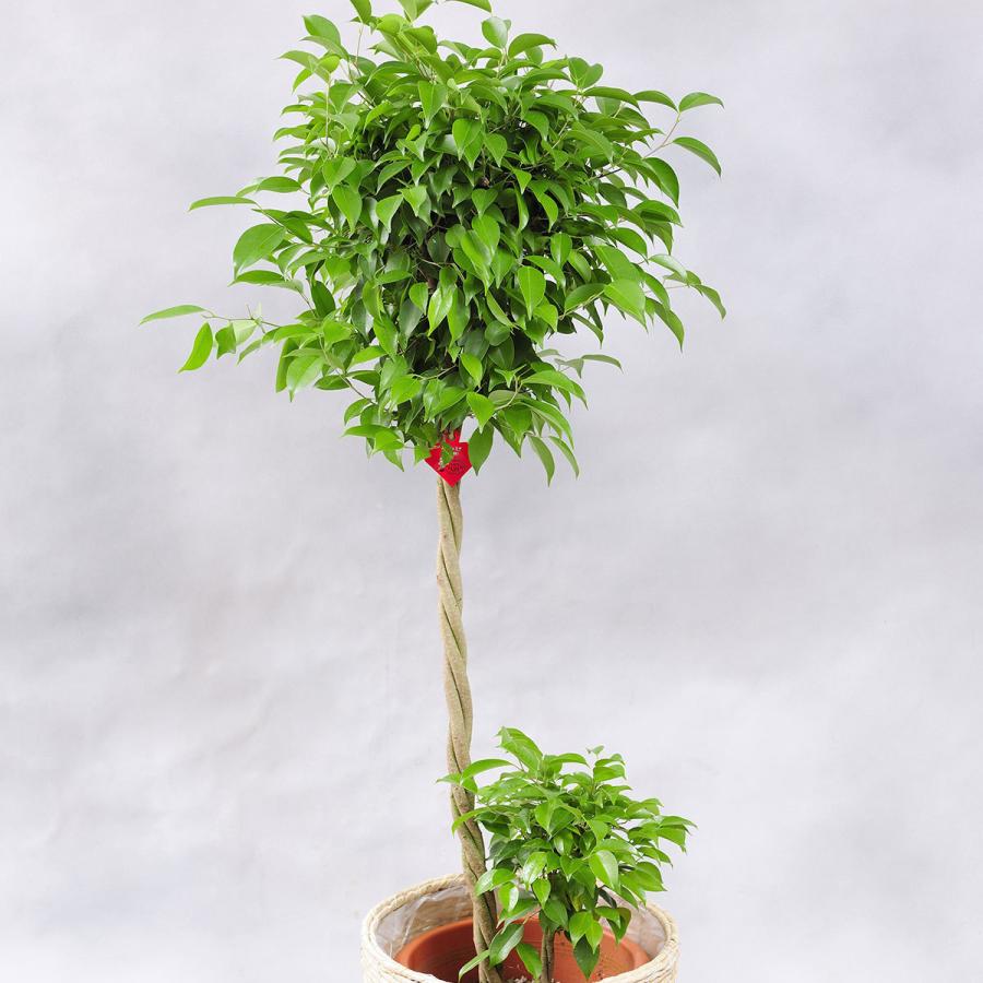 観葉植物 ベンジャミン リッチ ダブル 10号 白バスケット鉢カバー付 花言葉カード付 Ka164 Sp Gifts Yahoo 店 通販 Yahoo ショッピング