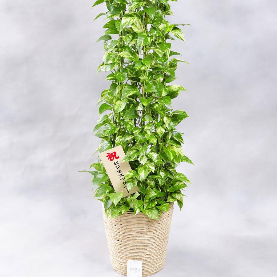 観葉植物 ポトス 10号 白バスケット鉢カバー付 花言葉カード付 Ka166 Sp Gifts Yahoo 店 通販 Yahoo ショッピング