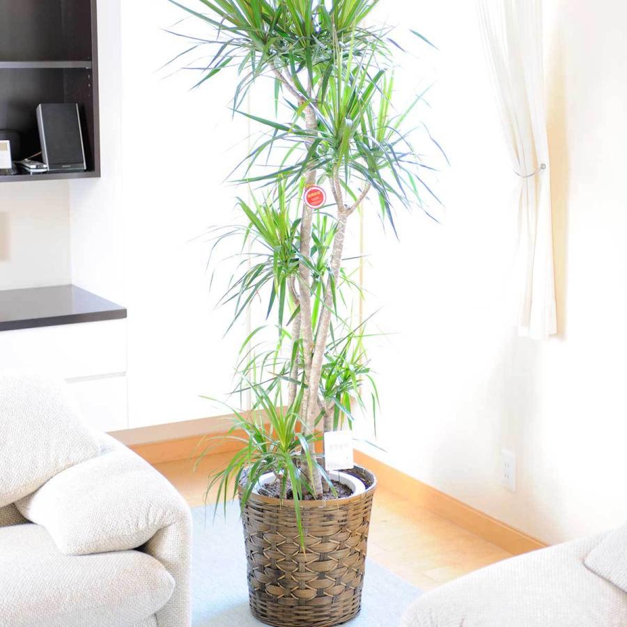 観葉植物 ドラセナ コンシンネ 10号 バスケット鉢カバー付 花言葉カード付 Ka16 Sp Gifts Yahoo 店 通販 Yahoo ショッピング