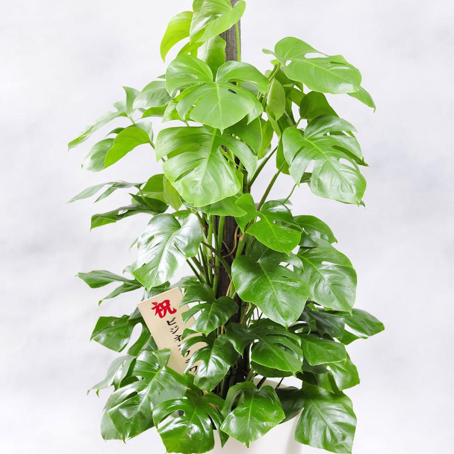 観葉植物 モンステラ 10号 白丸鉢カバー付 花言葉カード付 Ka174 Sp Gifts Yahoo 店 通販 Yahoo ショッピング