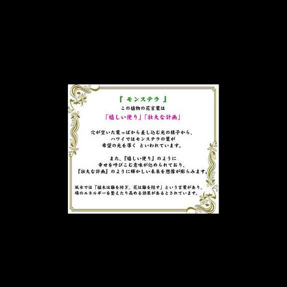 観葉植物 モンステラ 10号 白丸鉢カバー付 花言葉カード付 Ka174 Sp Gifts Yahoo 店 通販 Yahoo ショッピング