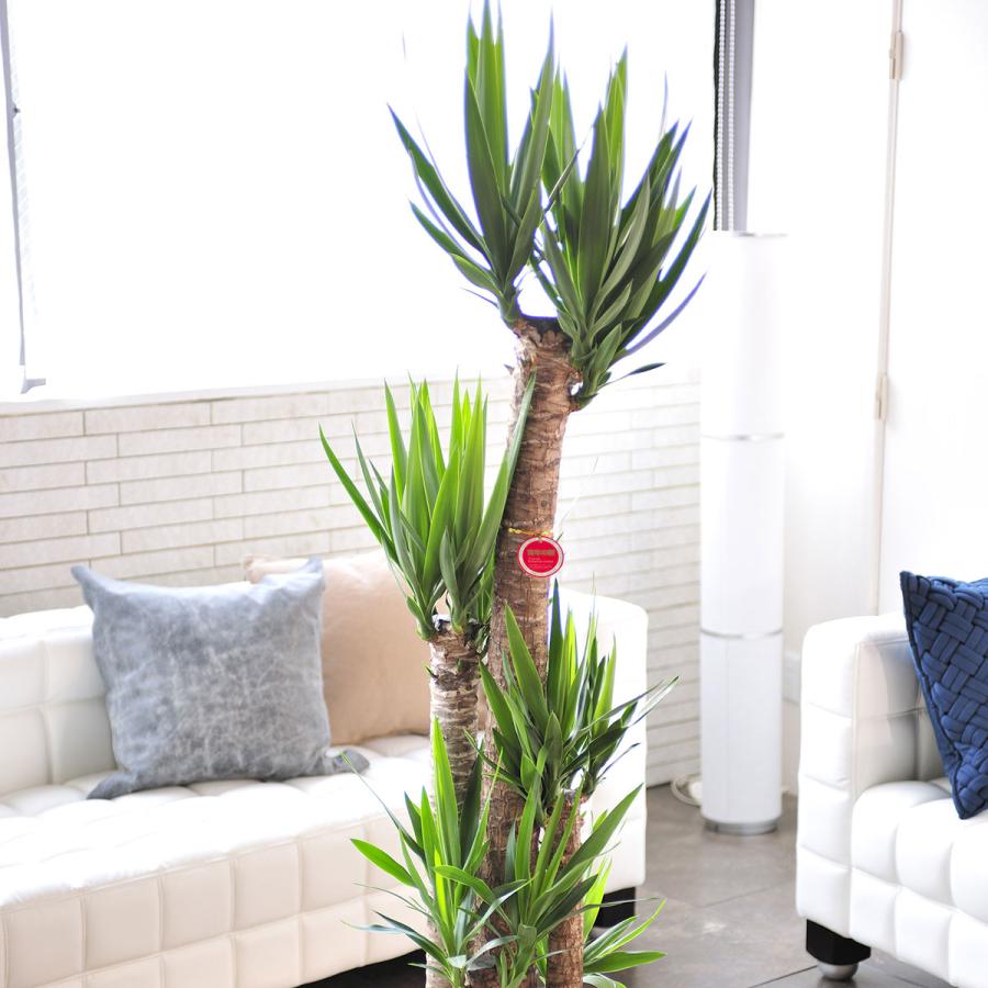 観葉植物 ユッカ エレファンティペス 10号 2色仕様のバスケット鉢カバー付 花言葉カード付 Ka175 Sp Gifts Yahoo 店 通販 Yahoo ショッピング