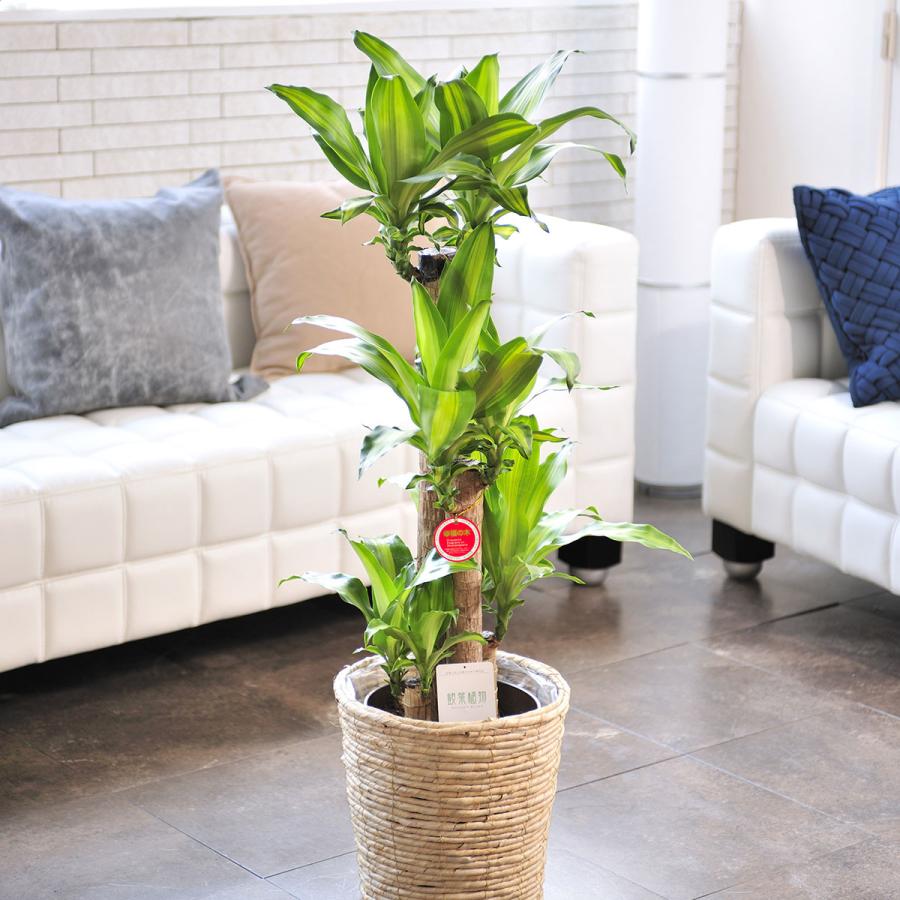 観葉植物 ドラセナ マッサンゲアナ 8号 白バスケット鉢カバー付 花言葉カード付 Ka178 Sp Gifts Yahoo 店 通販 Yahoo ショッピング