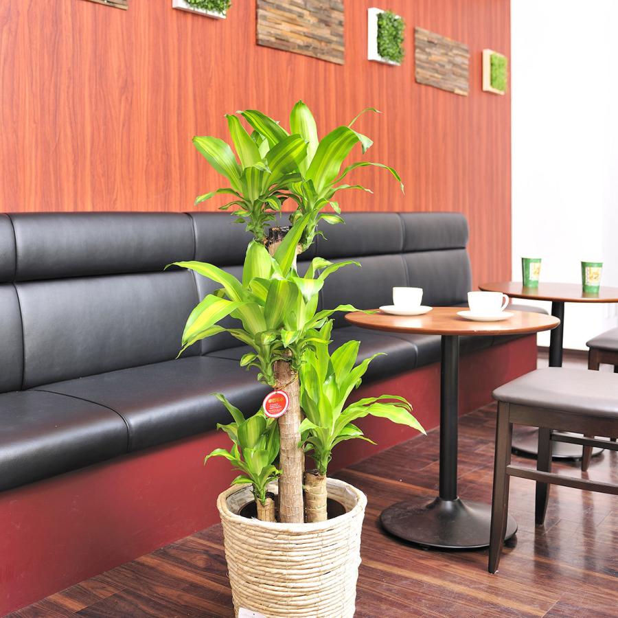 観葉植物 ドラセナ マッサンゲアナ 8号 白バスケット鉢カバー付 花言葉カード付 Ka178 Sp Gifts Yahoo 店 通販 Yahoo ショッピング