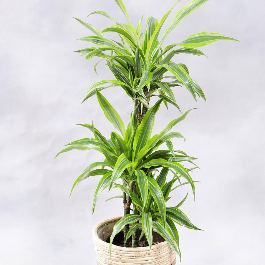 観葉植物 ドラセナ ワーネッキー レモンライム 8号 2色仕様のバスケット鉢カバー付 花言葉カード付 Ka179 Sp Gifts Yahoo 店 通販 Yahoo ショッピング