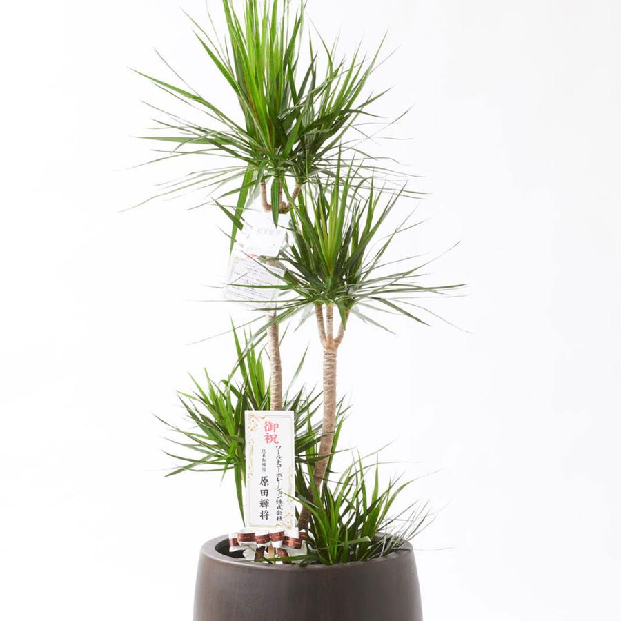 観葉植物 ドラセナ コンシンネ 10号 インテリア鉢カバー オークアンティーク 仕様 高級感溢れる立札 花言葉カード 欧州から輸入の装飾リボン付 Ka186 Sp Gifts Yahoo 店 通販 Yahoo ショッピング