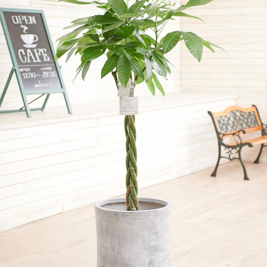 観葉植物 パキラ 10号 インテリア鉢カバー ファイバークレイグレーポッド 仕様 高級感溢れる立札 花言葉カード 欧州から輸入の装飾リボン付 Ka194 Sp Gifts Yahoo 店 通販 Yahoo ショッピング