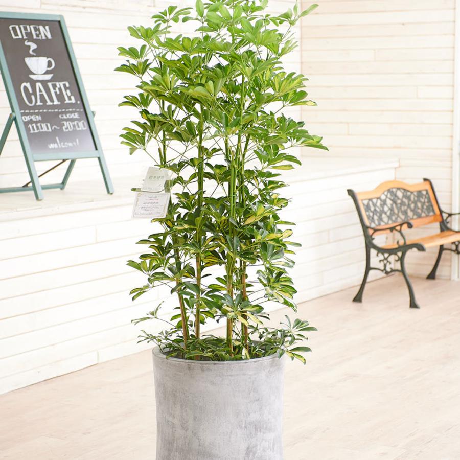 観葉植物 シェフレラ 斑入りホンコン 10号 インテリア鉢カバー ファイバークレイグレーポッド仕様 立札 花言葉カード 欧州から輸入の装飾リボン付 Ka199 Sp Gifts Yahoo 店 通販 Yahoo ショッピング