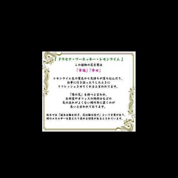 観葉植物 ドラセナ ワーネッキー レモンライム 10号 黒丸鉢皿付 花言葉カード付 Ka1 Sp Gifts Yahoo 店 通販 Yahoo ショッピング