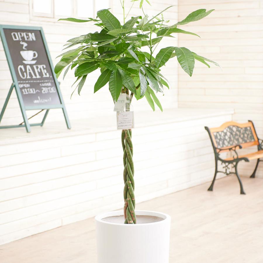 観葉植物 パキラ 10号 インテリア鉢カバー ファイバークレイホワイトポッド 仕様 高級感溢れる立札 花言葉カード 欧州から輸入の装飾リボン付 Ka2 Sp Gifts Yahoo 店 通販 Yahoo ショッピング