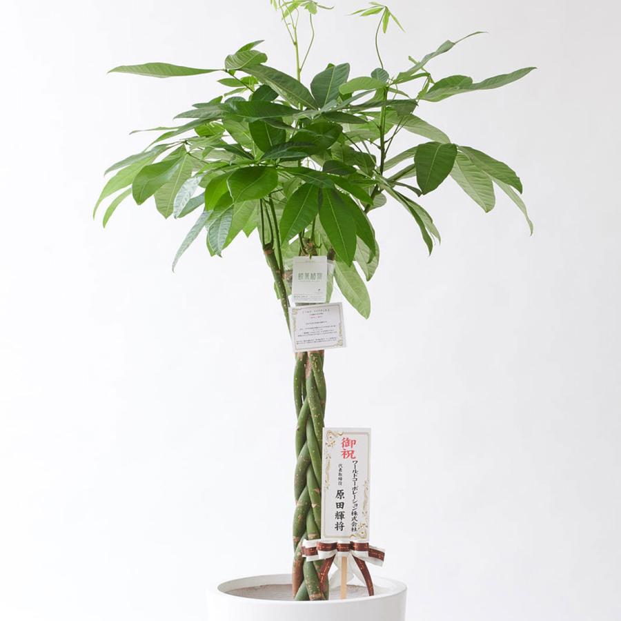 観葉植物 パキラ 10号 インテリア鉢カバー ファイバークレイホワイトポッド 仕様 高級感溢れる立札 花言葉カード 欧州から輸入の装飾リボン付 Ka2 Sp Gifts Yahoo 店 通販 Yahoo ショッピング