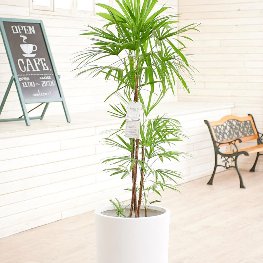 観葉植物 シュロチク 10号 インテリア鉢カバー ファイバークレイホワイトポッド 仕様 高級感溢れる立札 花言葉カード 欧州から輸入の装飾リボン付 Ka5 Sp Gifts Yahoo 店 通販 Yahoo ショッピング