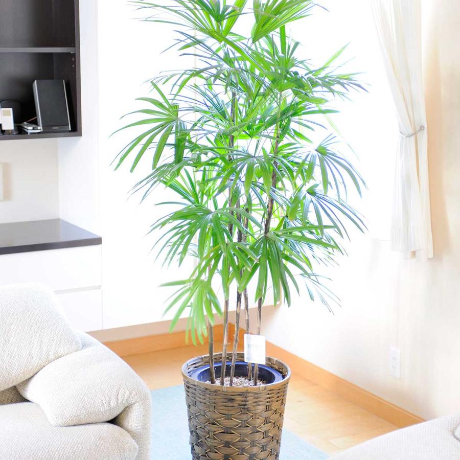 観葉植物 シュロチク 10号 バスケット鉢カバー付 花言葉カード付 Ka21 Sp Gifts Yahoo 店 通販 Yahoo ショッピング