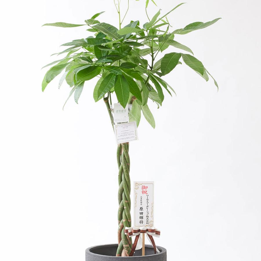 観葉植物 パキラ 10号 インテリア鉢カバー ラグジュアリーブラックエッグ 仕様 高級感溢れる立札 花言葉カード 欧州から輸入の装飾リボン付 Ka217 Sp Gifts Yahoo 店 通販 Yahoo ショッピング