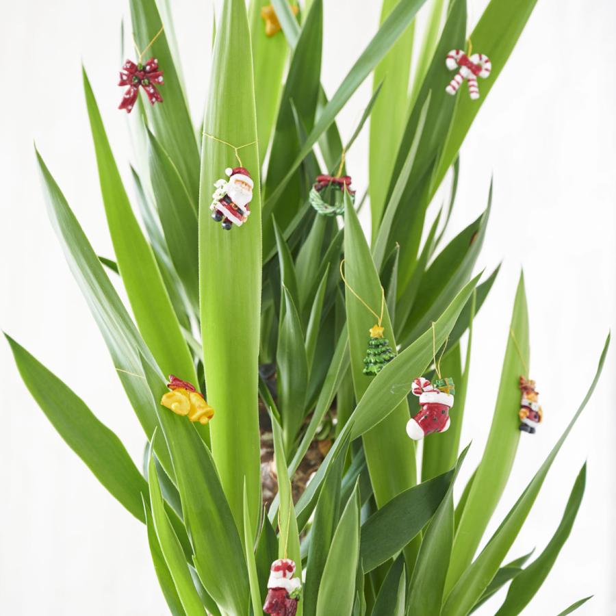 クリスマス限定仕様 クリスマスツリー観葉植物 ポトス 10号 バスケット鉢カバー 花言葉カード付 Ka227 Sp Gifts Yahoo 店 通販 Yahoo ショッピング