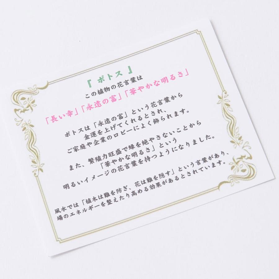 クリスマス限定仕様 クリスマスツリー観葉植物 ポトス 10号 バスケット鉢カバー 花言葉カード付 Ka227 Sp Gifts Yahoo 店 通販 Yahoo ショッピング