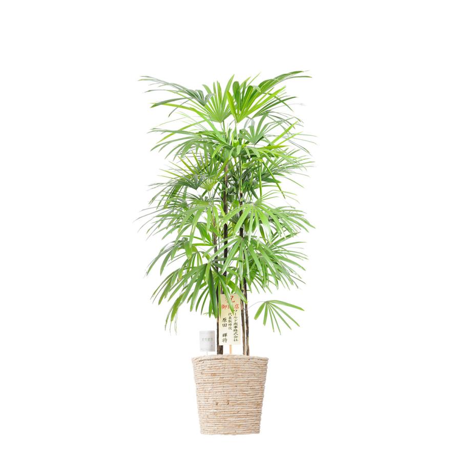 観葉植物 シュロチク 10号 白バスケット鉢カバー付 花言葉カード付 Ka244 Sp Gifts Yahoo 店 通販 Yahoo ショッピング