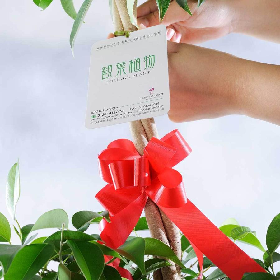 観葉植物 ストレリチア オーガスタ 10号 2色仕様のバスケット鉢カバー付 花言葉カード付 Ka251 Sp Gifts Yahoo 店 通販 Yahoo ショッピング