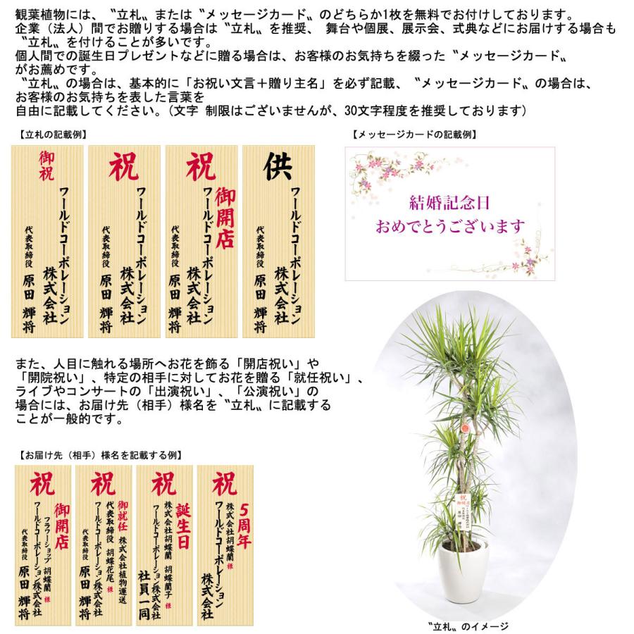 新品 正規品 観葉植物 ドラセナ コンシンネ 10号 白バスケット鉢カバー付 花言葉カード付 買付品 Www Brandingby8 Com